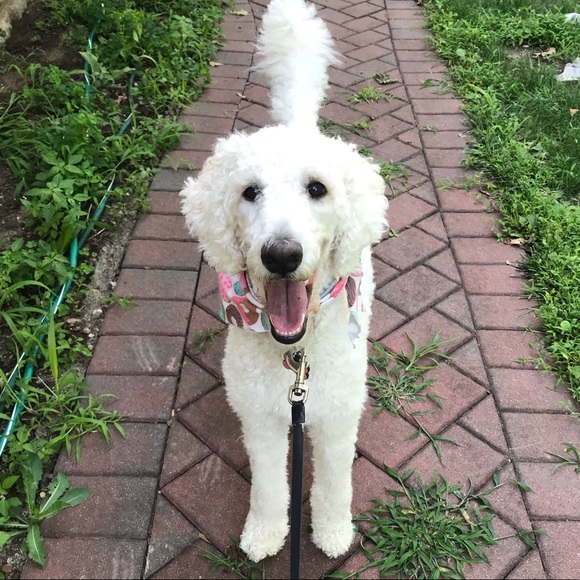 MEET THE POSHER: Danielle Wilson - Picture 5 of 5